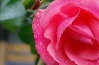 Rosen GW092013 (11)