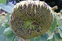 Sonnenbl Ende092013 (2)