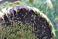 Sonnenbl Ende092013 (4)