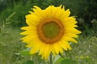 Sonnenblume Bei Wohnwagen (1)