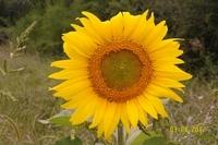 Sonnenblume Bei Wohnwagen (3)