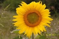 Sonnenblume Bei Wohnwagen (4)