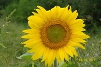 Sonnenblume Bei Wohnwagen (5)