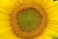 Sonnenblume Bei Wohnwagen (7)