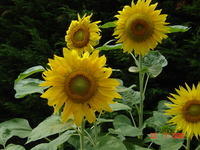 Sonnenblumen