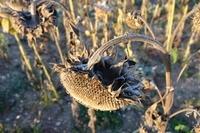 Sonnenblumen102013 (1)