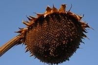 Sonnenblumen102013 (12)