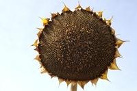 Sonnenblumen102013 (17)