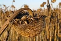 Sonnenblumen102013 (6)