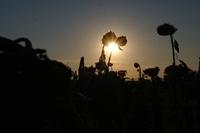 Sonnenblumen102013 (8)