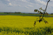 Rapsblüte am Wagram